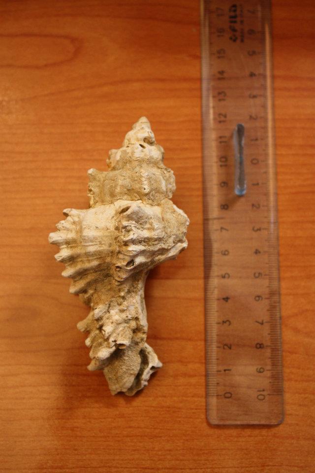 Hexaplex brevicanthos